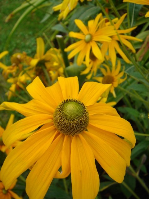 Rudbeckia hirta 'Irish Eyes'